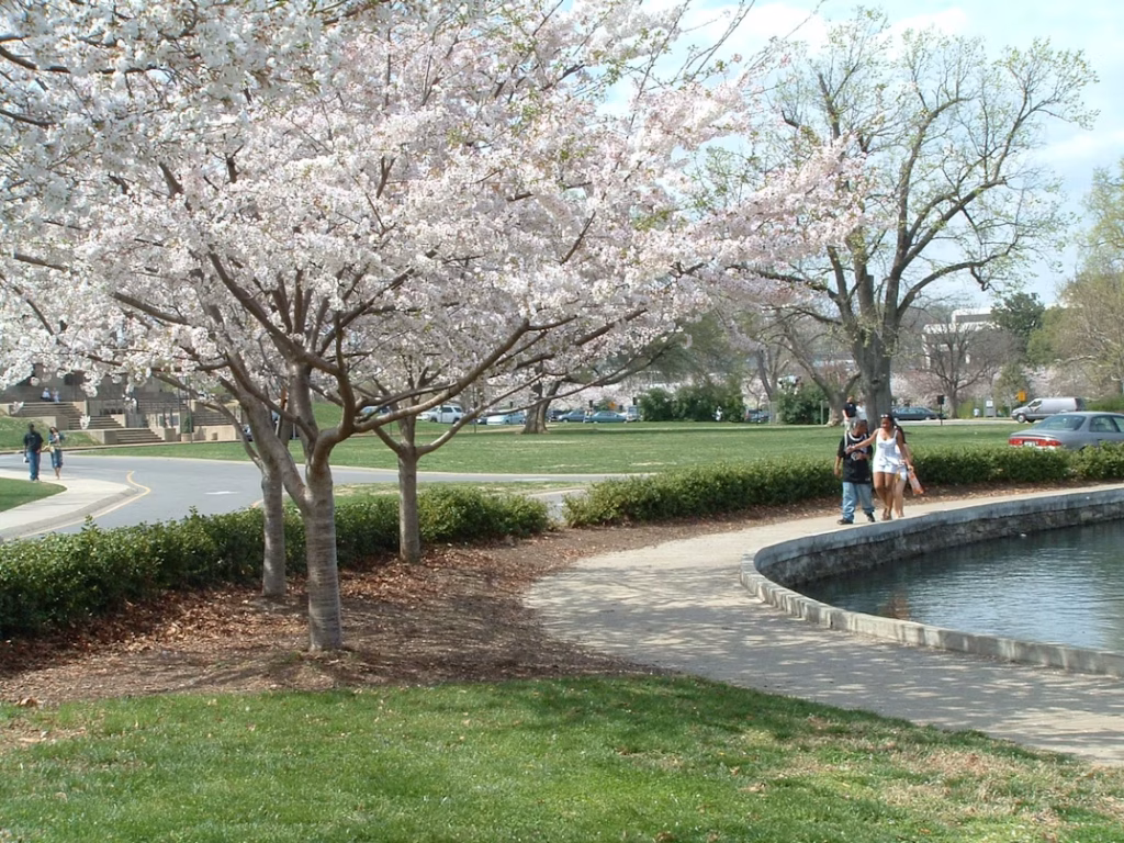 Spring cherry blossoms in Nashville park
